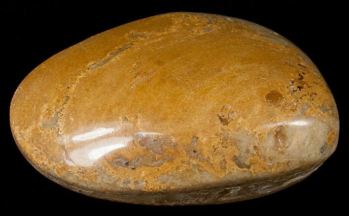 Wide Polished Fossil Clam - Jurassic #17500